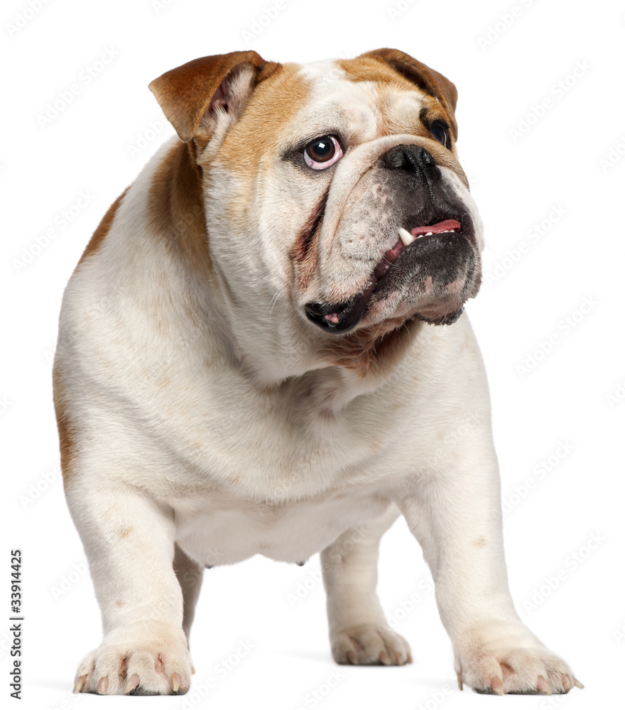 English Bulldog, 11 months old, standing in front of white