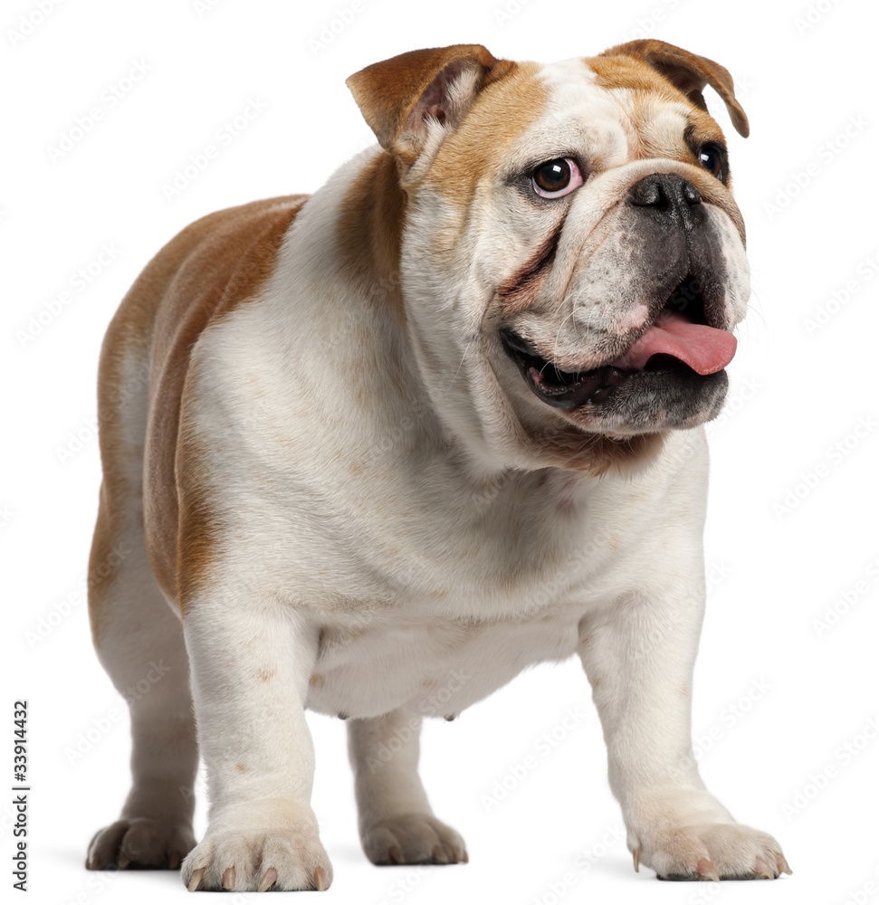 English Bulldog, 11 months old, standing in front of white