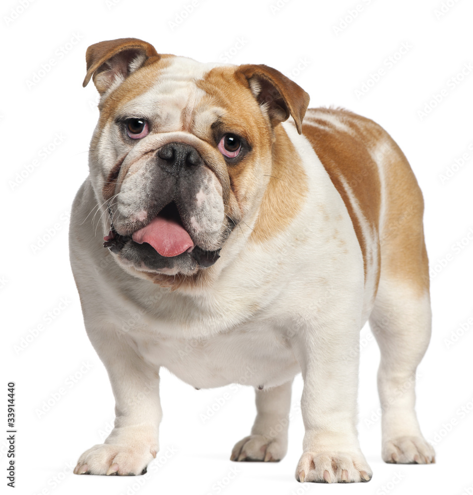 Obraz premium English Bulldog, 11 months old, standing in front of white