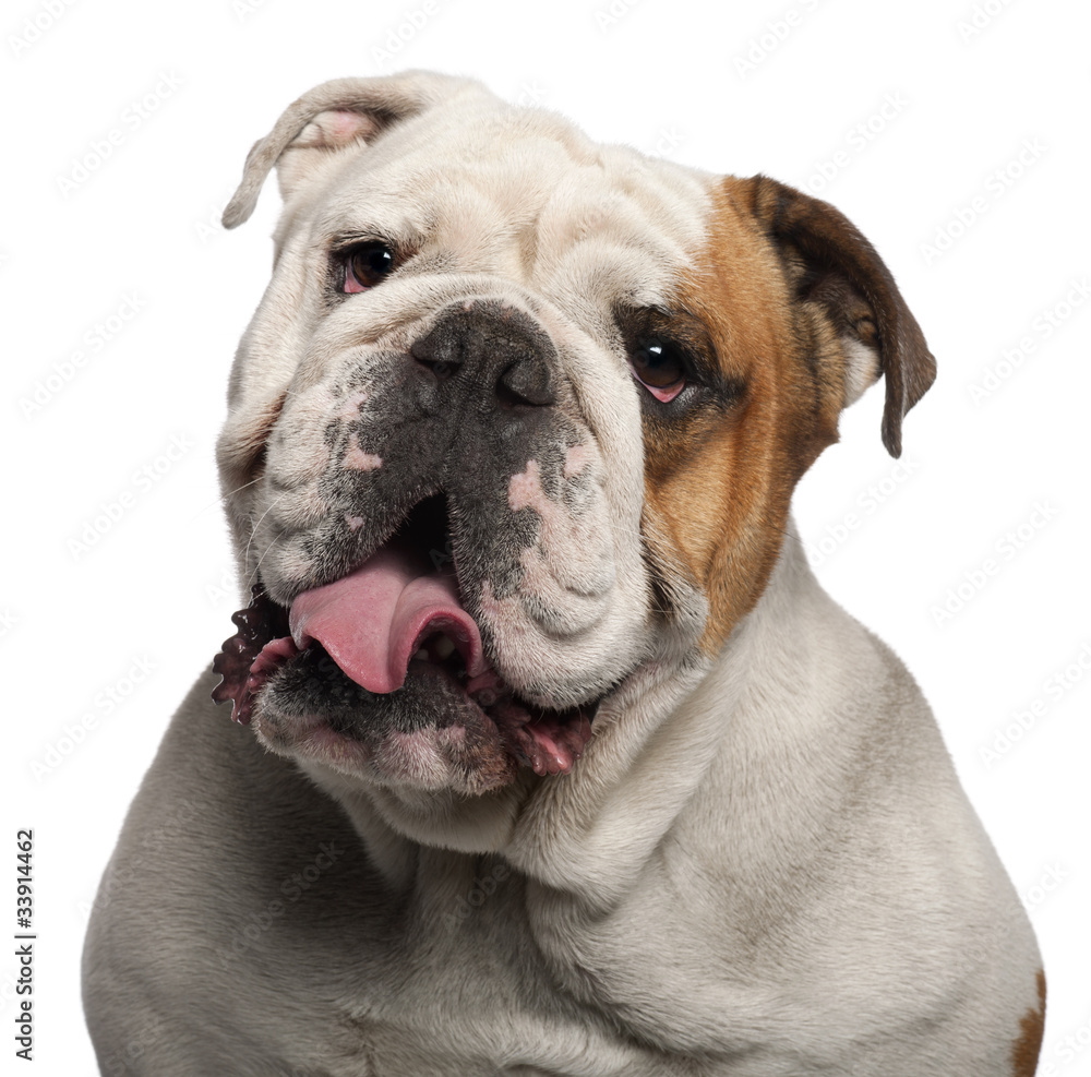Close-up of English Bulldog, 4 years old, in front of white