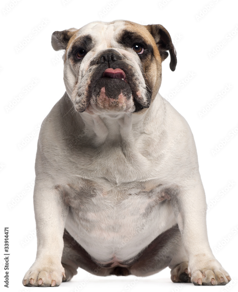 English Bulldog, 11 months old, sitting in front of white