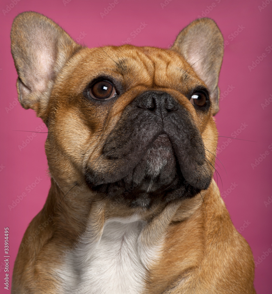 Close-up of French Bulldog, 1 year old, in front of pink