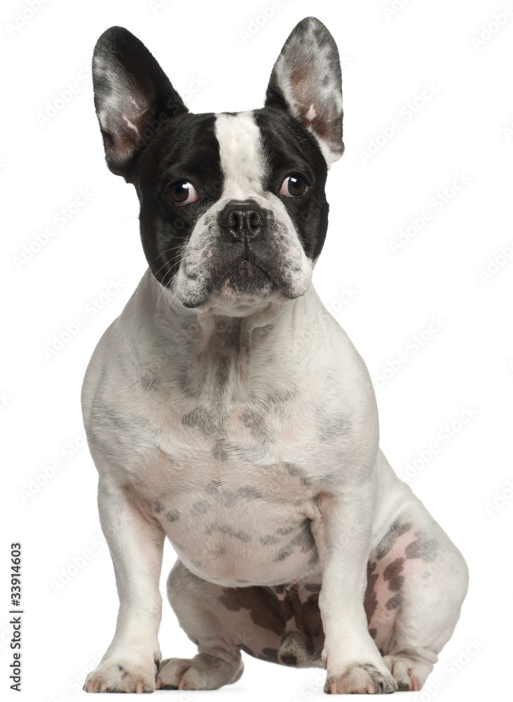 French Bulldog, 3 years old, sitting in front of white