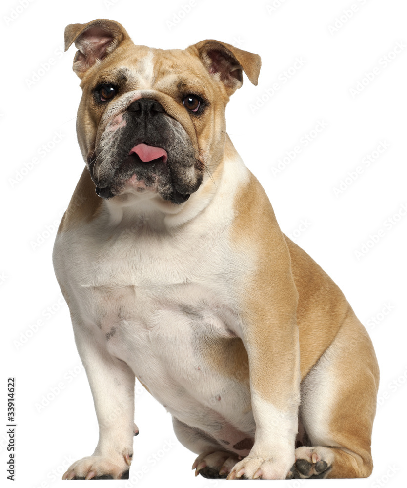 English Bulldog, 10 months old, sitting in front of white