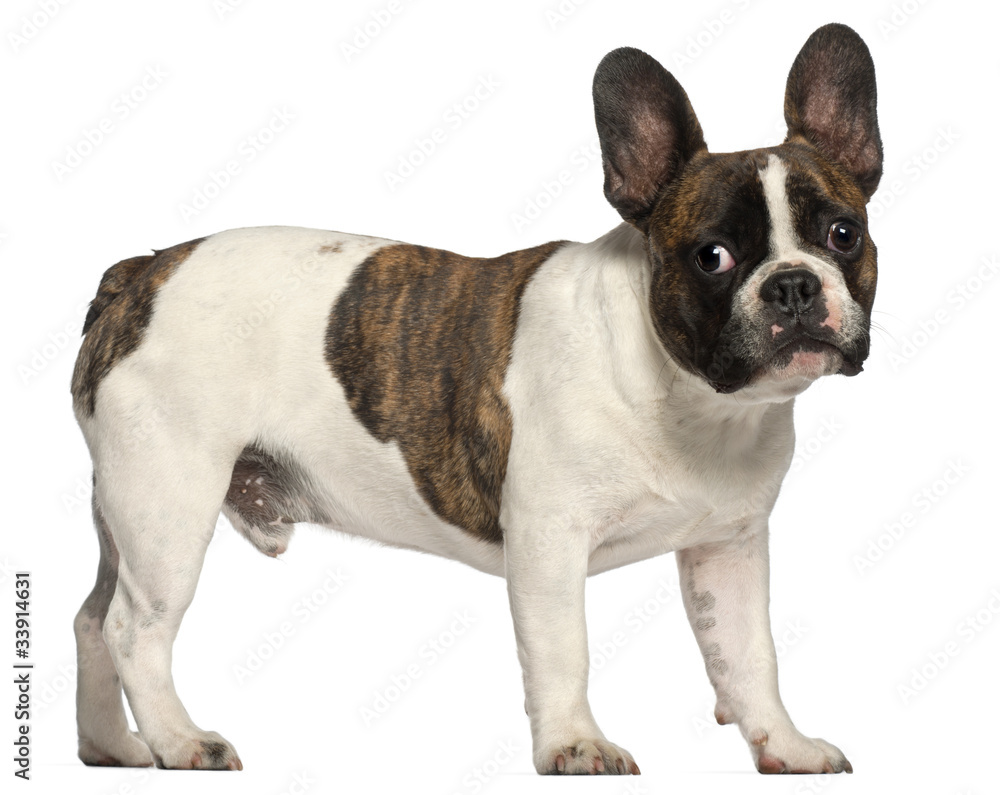 French Bulldog, 8 months old, standing in front of white French Bulldog, 8 months old, standing in front of white