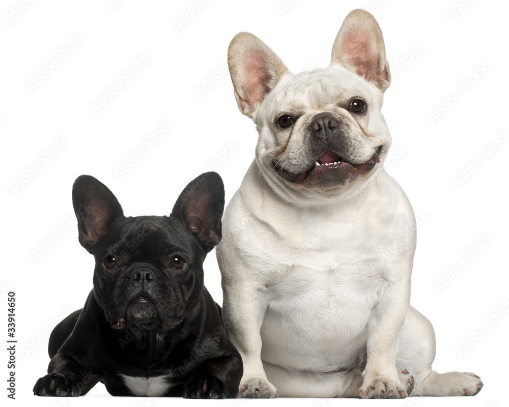 French Bulldogs, 2 years old, in front of white
