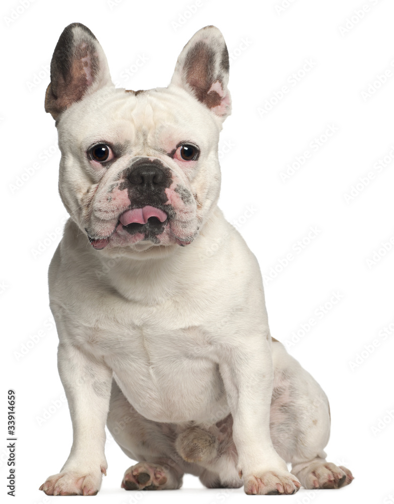 French Bulldog, 3 years old, sitting in front of white