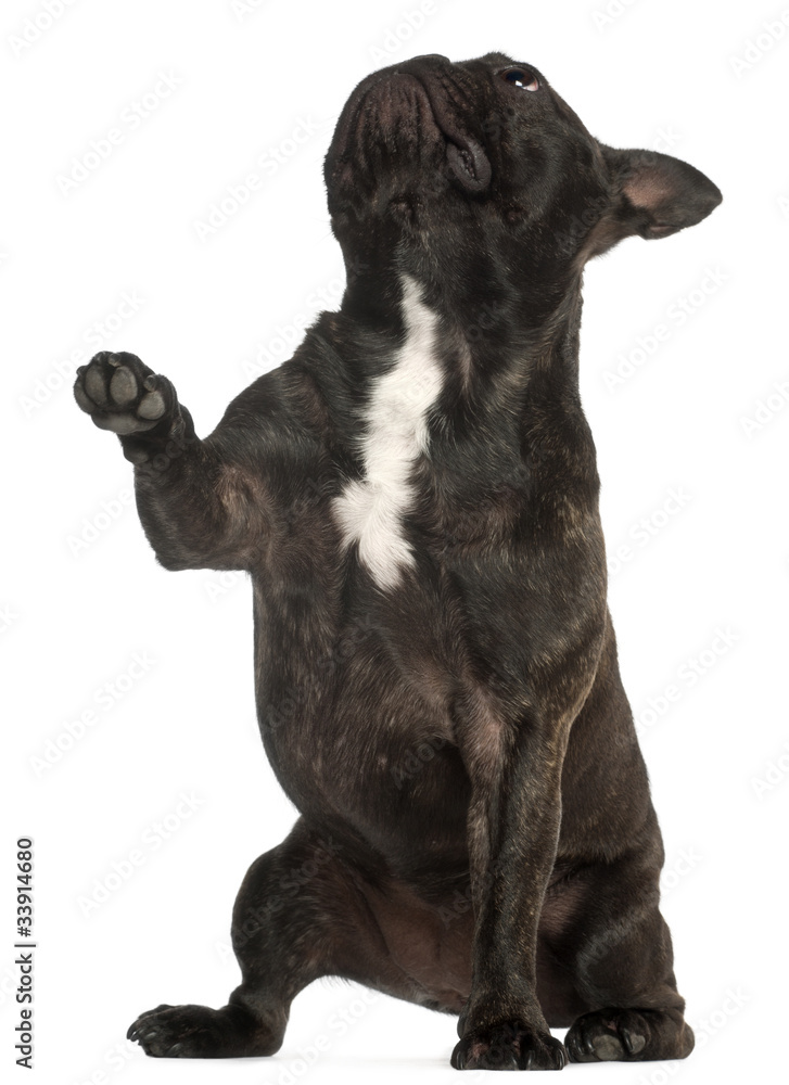 French Bulldog, 17 years old, standing in front of white French Bulldog, 17 years old, standing in front of white
