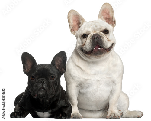 French Bulldogs  2 years old  in front of white