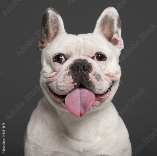 Close-up of French Bulldog, 3 years old, in front of grey
