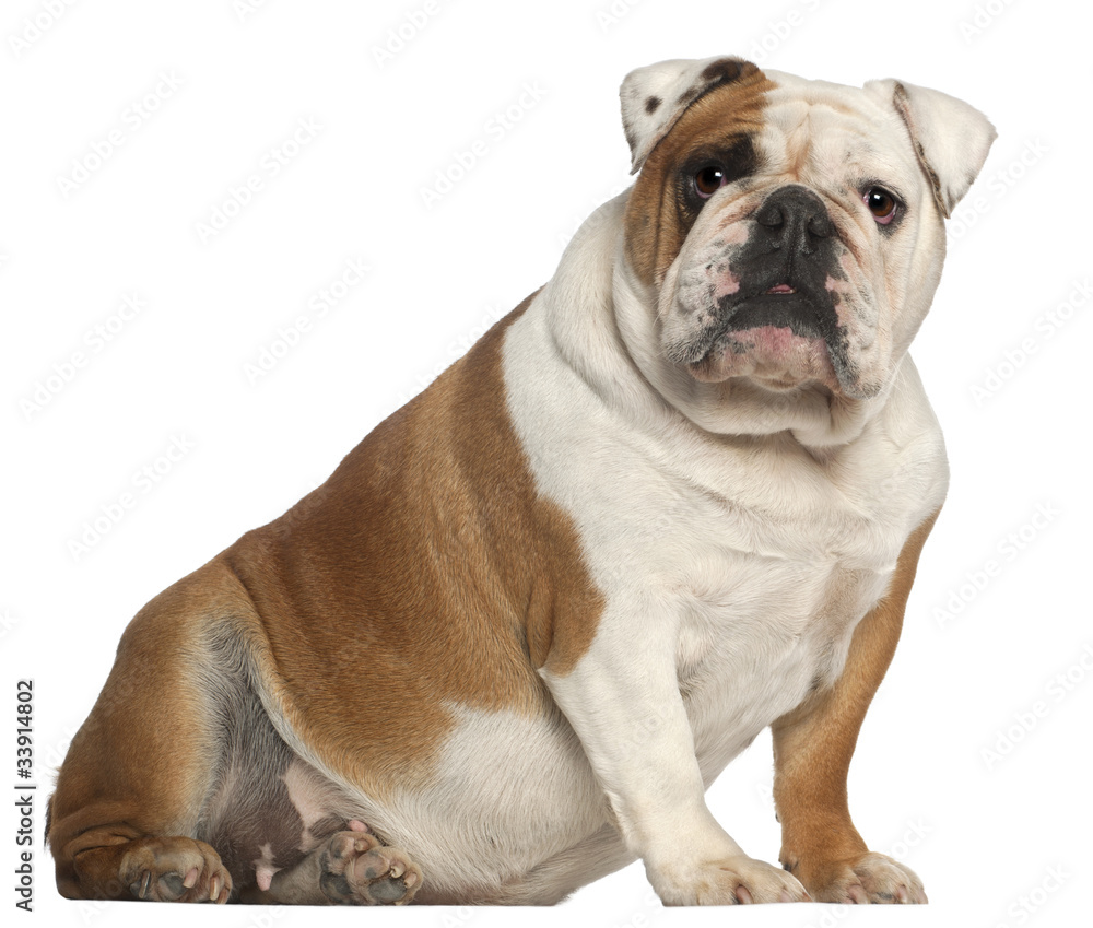 English Bulldog, 5 years old, sitting in front of white