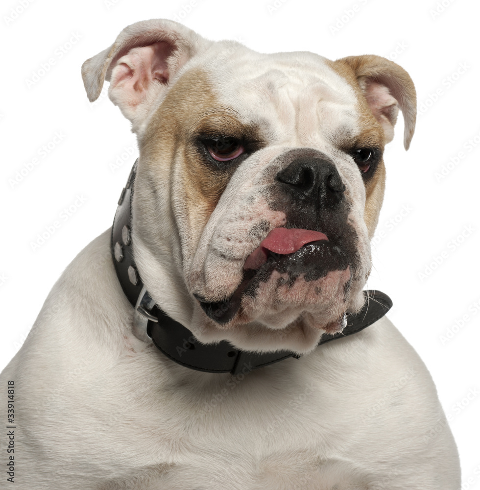 Close-up of English Bulldog, 1 year old, in front of white
