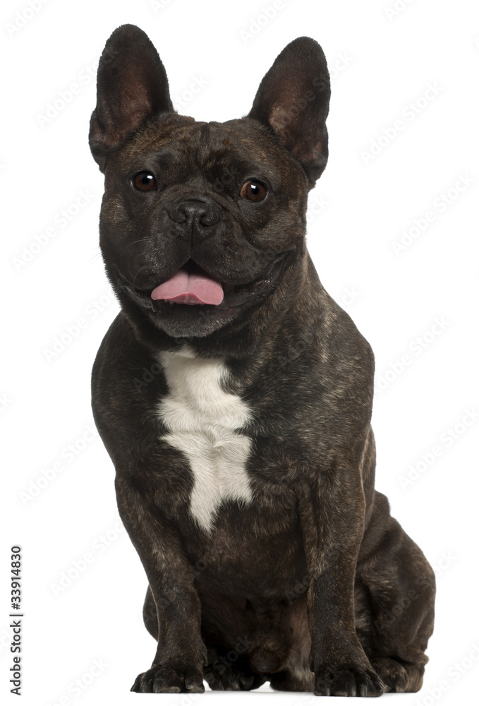 French Bulldog, 5 years old, sitting in front of white