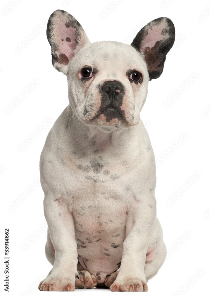 French Bulldog puppy, 4 months old, sitting in front of white