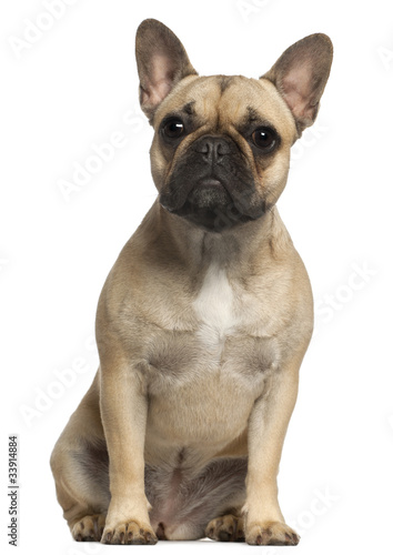 French Bulldog, 1 year old, sitting in front of white