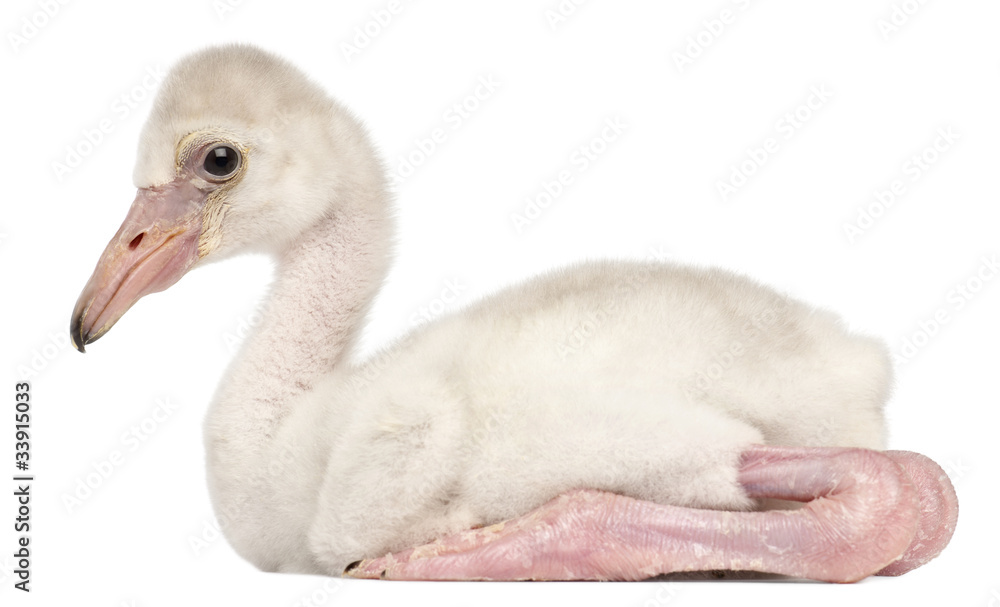 Naklejka premium Greater Flamingo, Phoenicopterus roseus, 14 days old