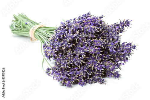 Lavendelbund, freigestellt