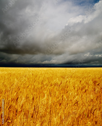 golden field under dramatic sky. rain before