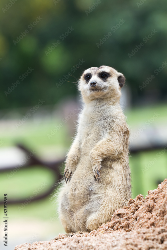 Fototapeta premium Meerkats