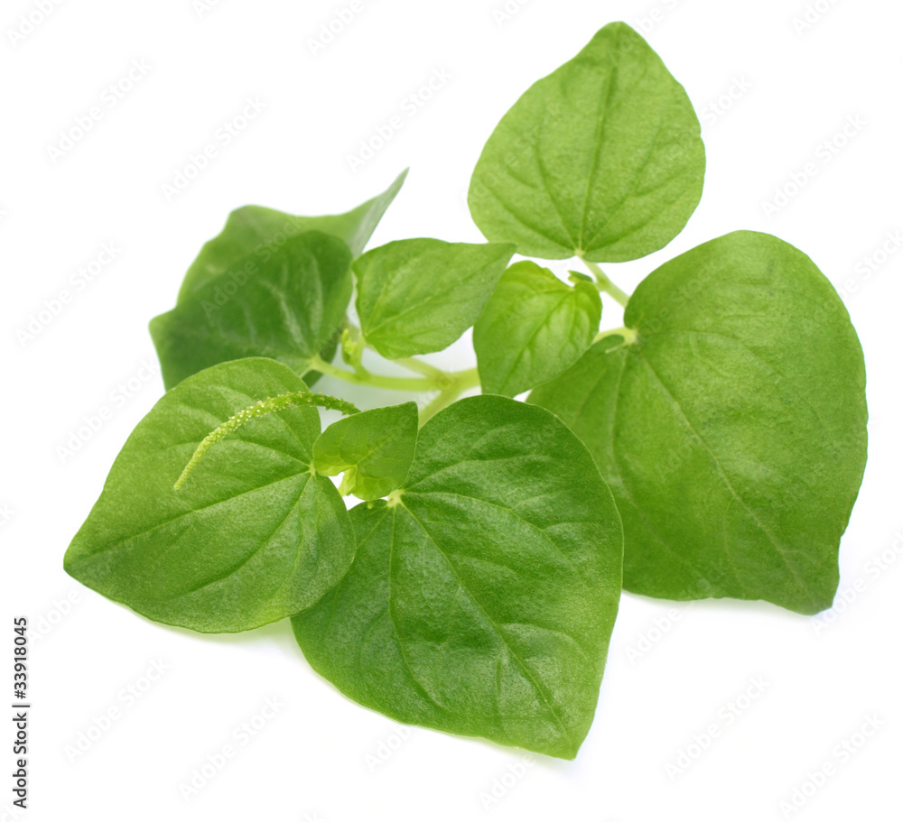 Piper stylosum or peperomia over white background Piper stylosum or peperomia over white background