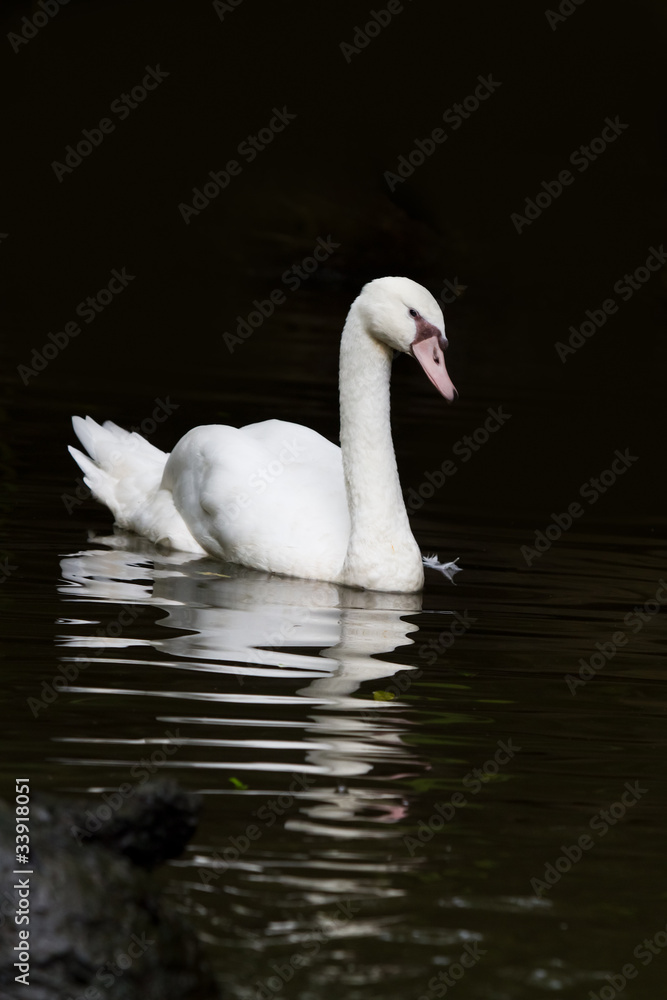 Fototapeta premium White swan with reflextion on water