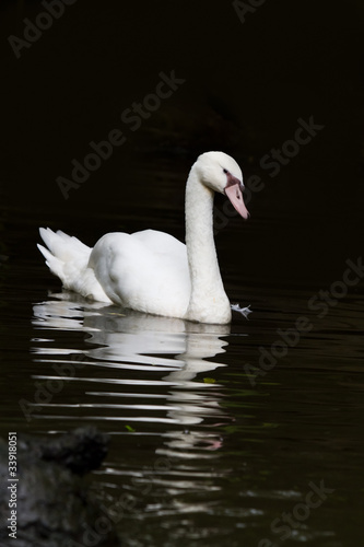 White swan with reflextion on water