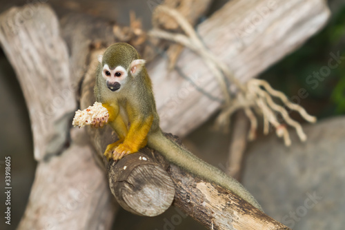 Squirrel monkey in a branch