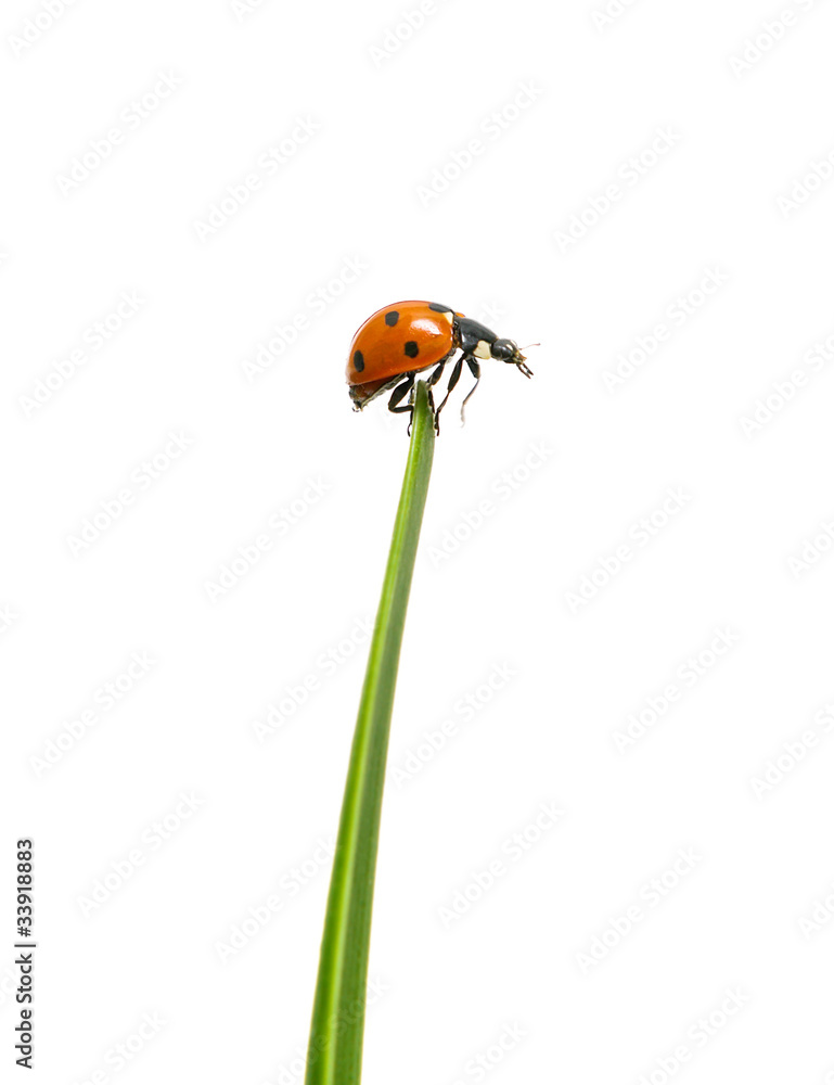 Fototapeta premium ladybug sits at the end of a green leaf