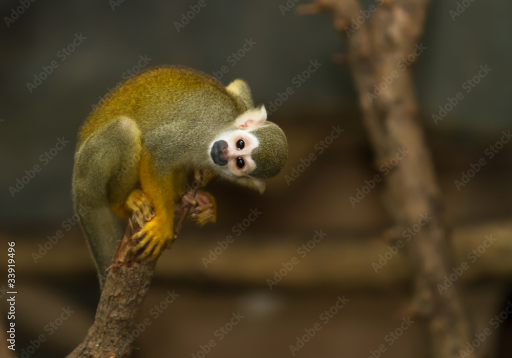 Fototapeta premium Squirrel monkey in a branch