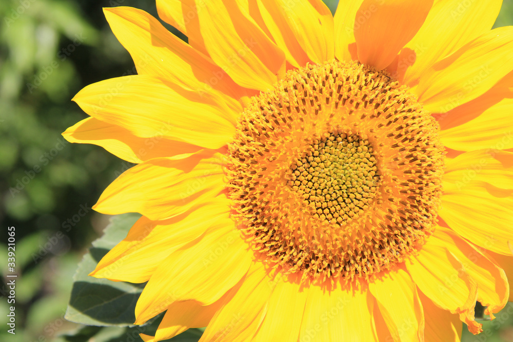Obraz premium Sunflower