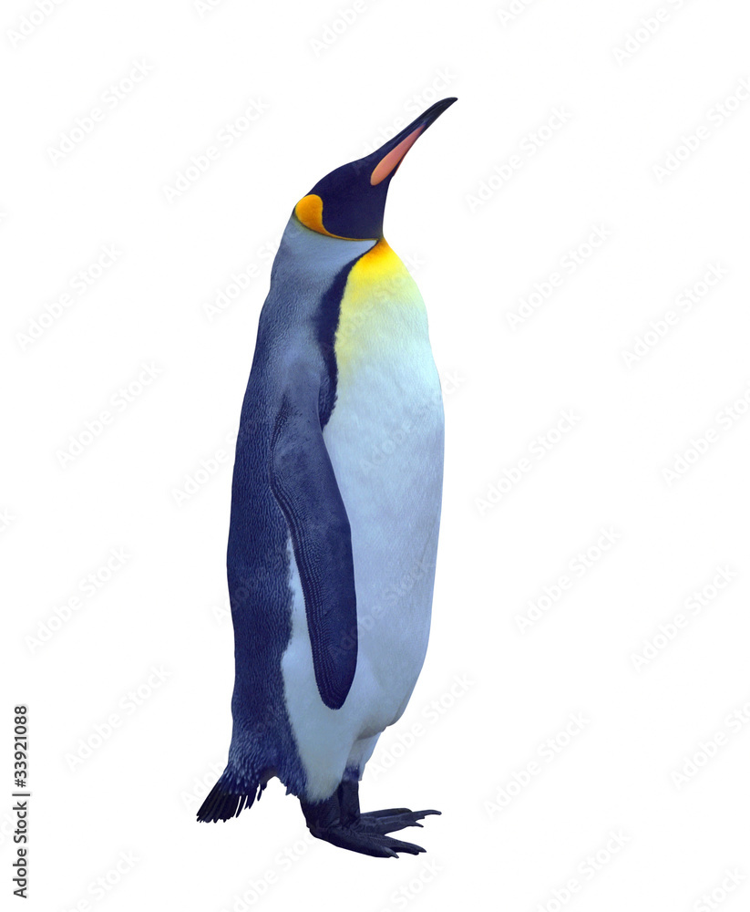 Naklejka premium Isolated emperor penguin over white
