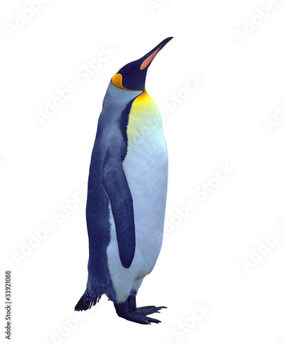 Isolated emperor penguin over white