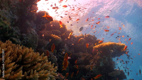 red fish on coral reef, Red sea