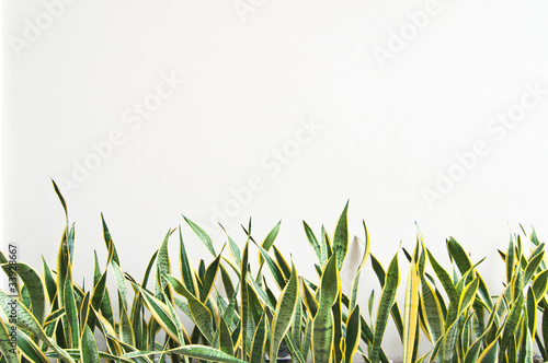 Sansevieria plant photo