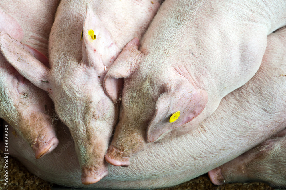 pigs pigs