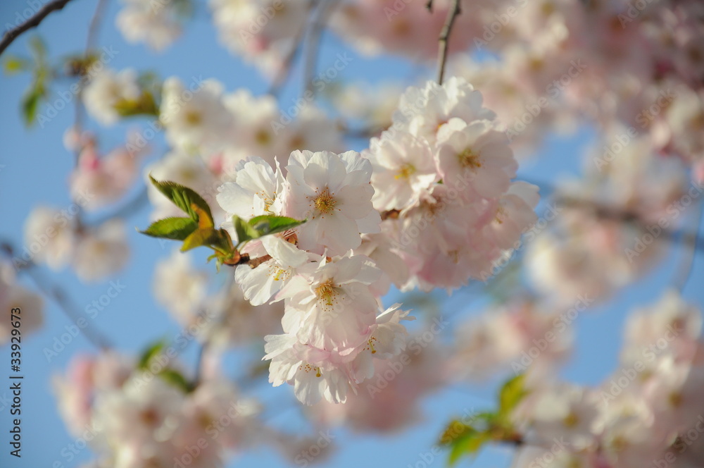 Mandelblüten - Kirschblüten Mandelblüten - Kirschblüten