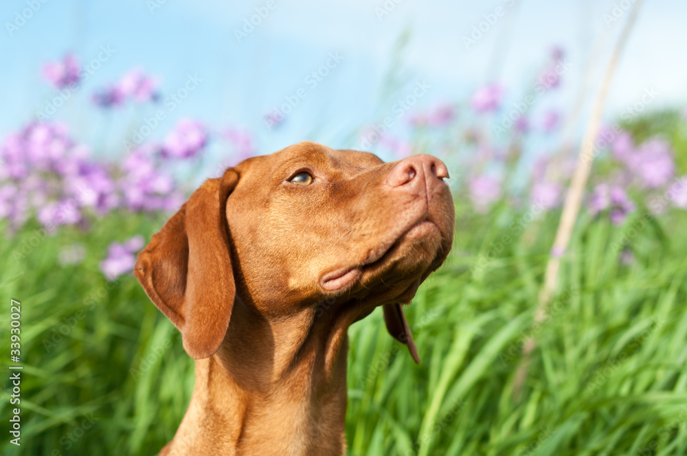 Φωτογραφία Closeup Portrait of a Vizsla Dog with Wildflowers