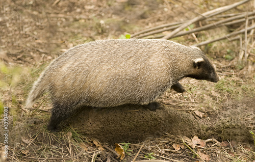 Photos badger Amur