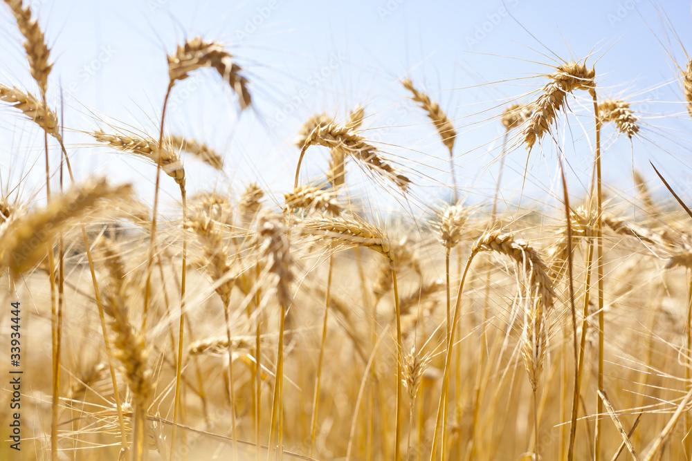 Wheat Field Wheat Field