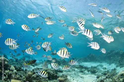 school of damsel fish in the Red Sea