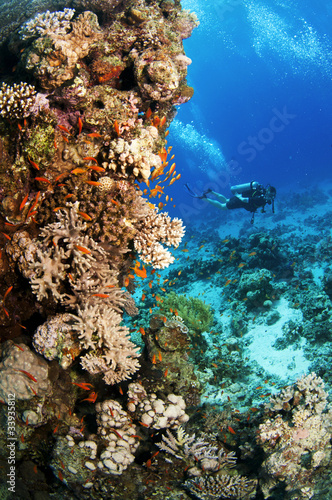 Scuba divers swim underwater in clear blue water