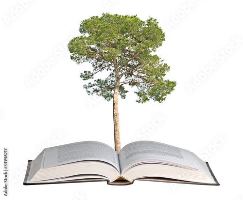 pine tree growing from book