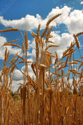 Fototapeta Naklejka Na Ścianę i Meble -  Wheat field