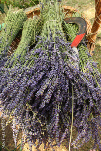 Lavender - herb cosmetic industry