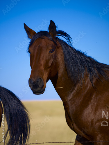 Fototapeta Naklejka Na Ścianę i Meble -  Pferd Montana