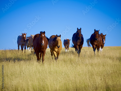 Pferde Montana