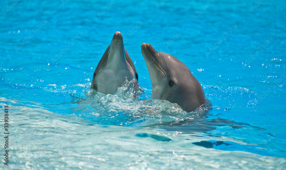 Naklejka premium dolphins