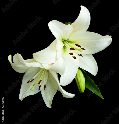White lilies on a black  background