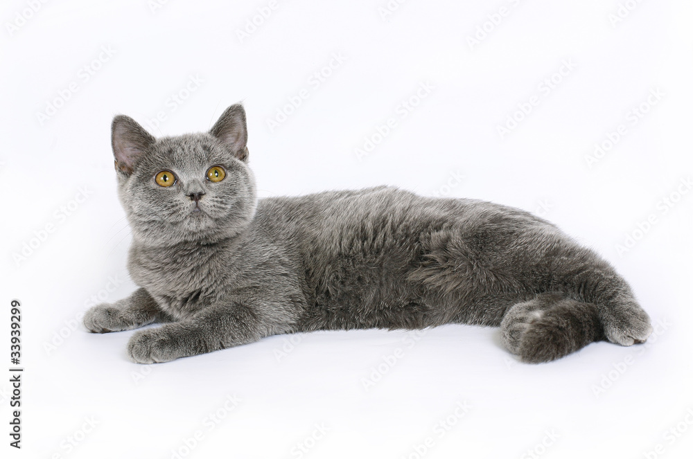 Obraz premium British cat on white background