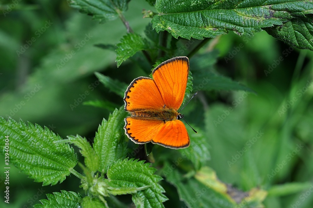 Fototapeta premium pokrzywa i pomarańczowy motyl